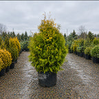 Canadian Hemlock in nursery container — Eden Prairie, MN