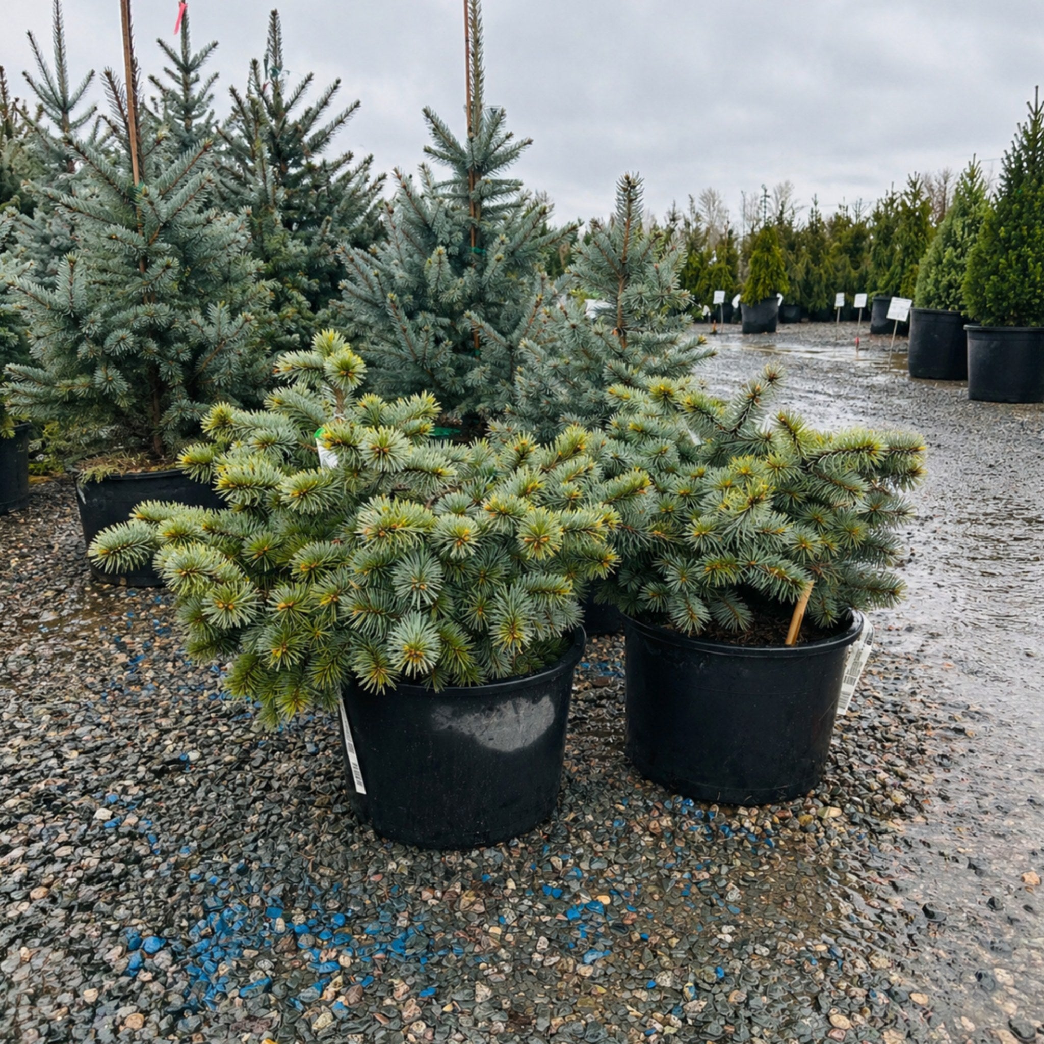 Christina Colorado Blue Spruce — Eden Prairie, MN
