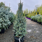 Columnar Colorado Blue Spruce in nursery container — Maple Grove, MN