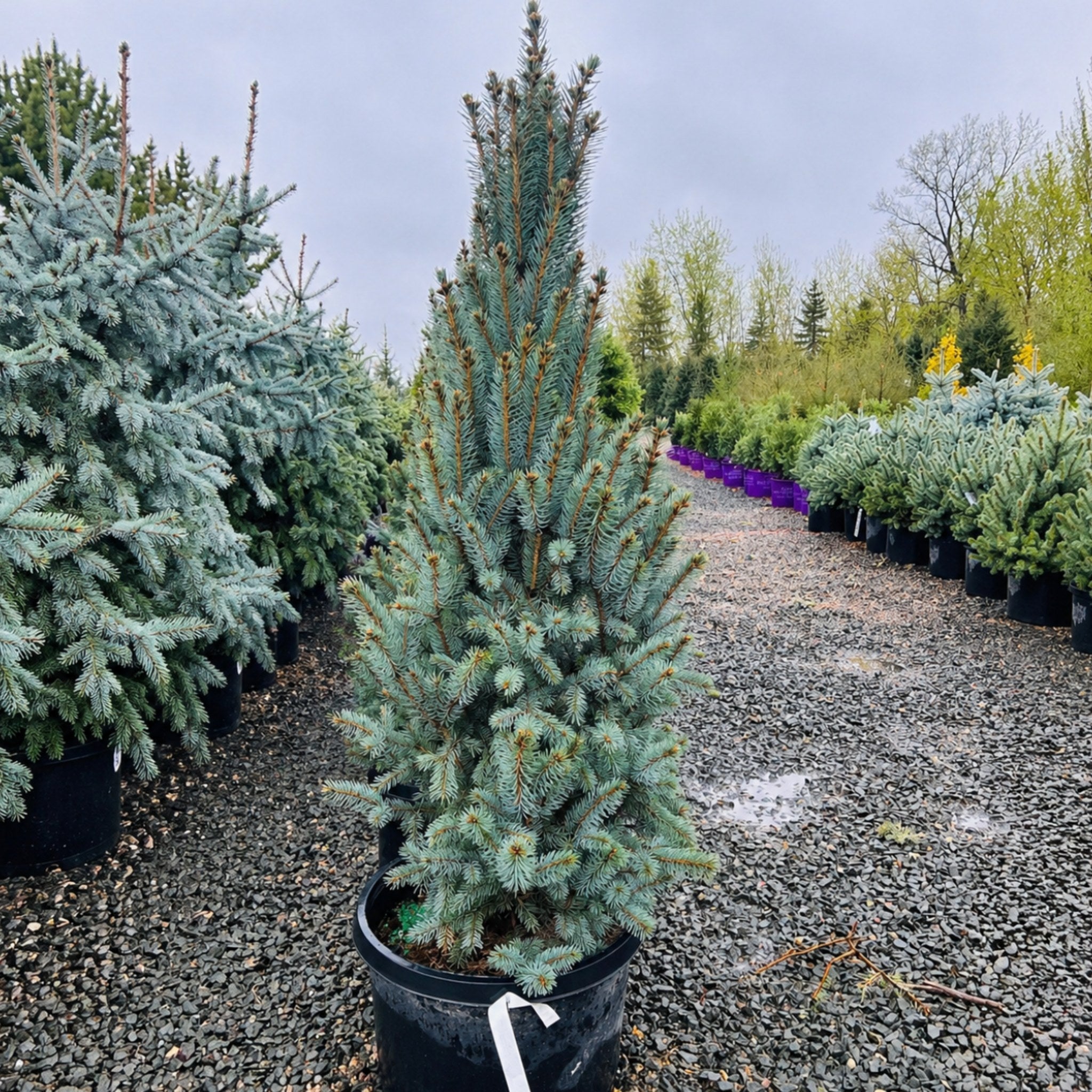 Columnar Colorado Blue Spruce in nursery container — Maple Grove, MN
