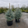 Fat Albert Colorado Blue Spruce — Maple Grove, MN