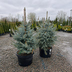 Fat Albert Colorado Blue Spruce — Maple Grove, MN
