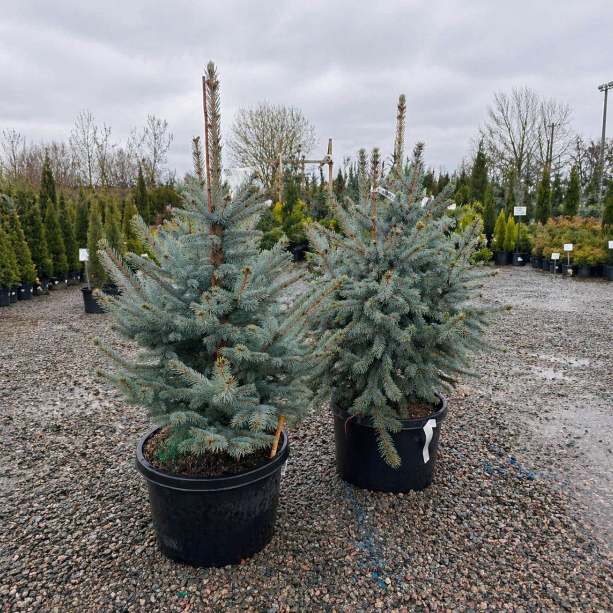 Fat Albert Colorado Blue Spruce — Maple Grove, MN