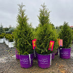 First Editions Technito Arborvitae — Bloomington, MN