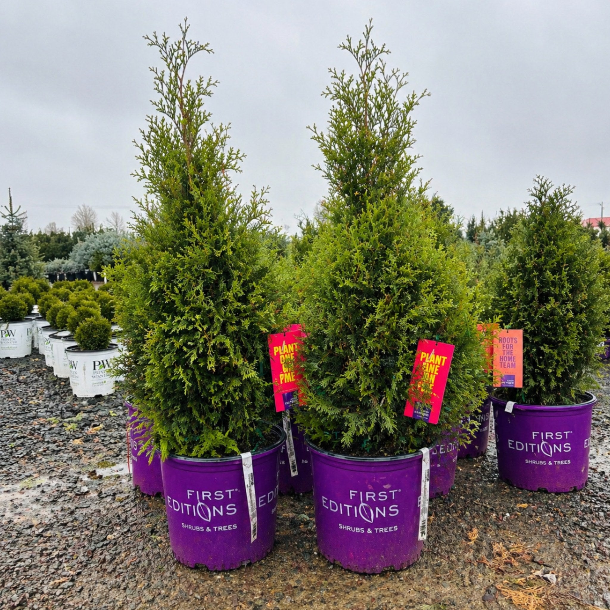First Editions Technito Arborvitae — Bloomington, MN