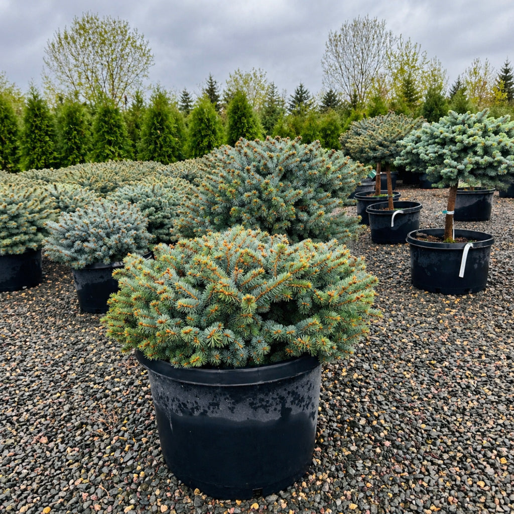 Globe Blue Spruce — Plymouth, MN