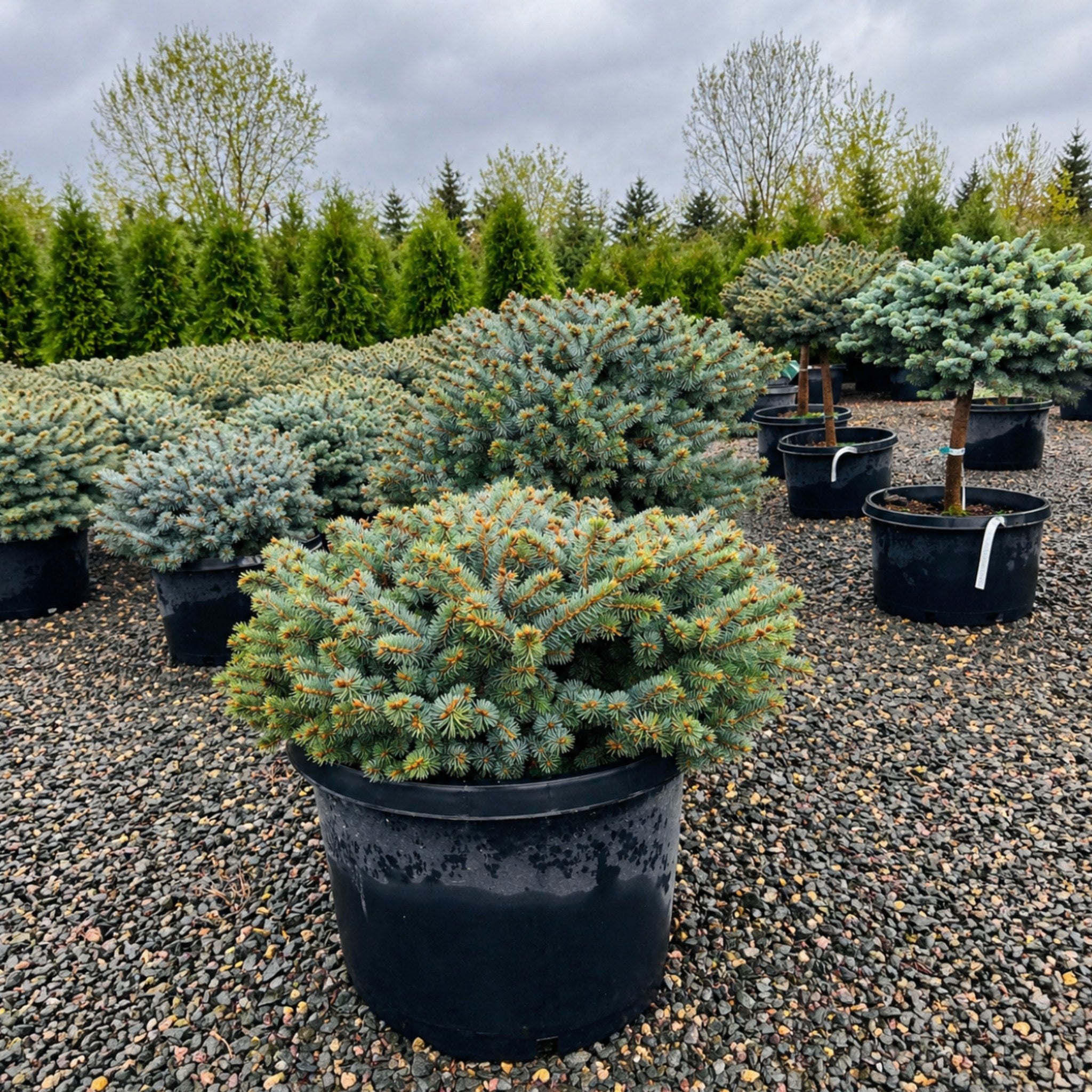 Globe Blue Spruce — Plymouth, MN