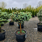 Globe Blue Spruce in nursery container — Twin Cities, MN