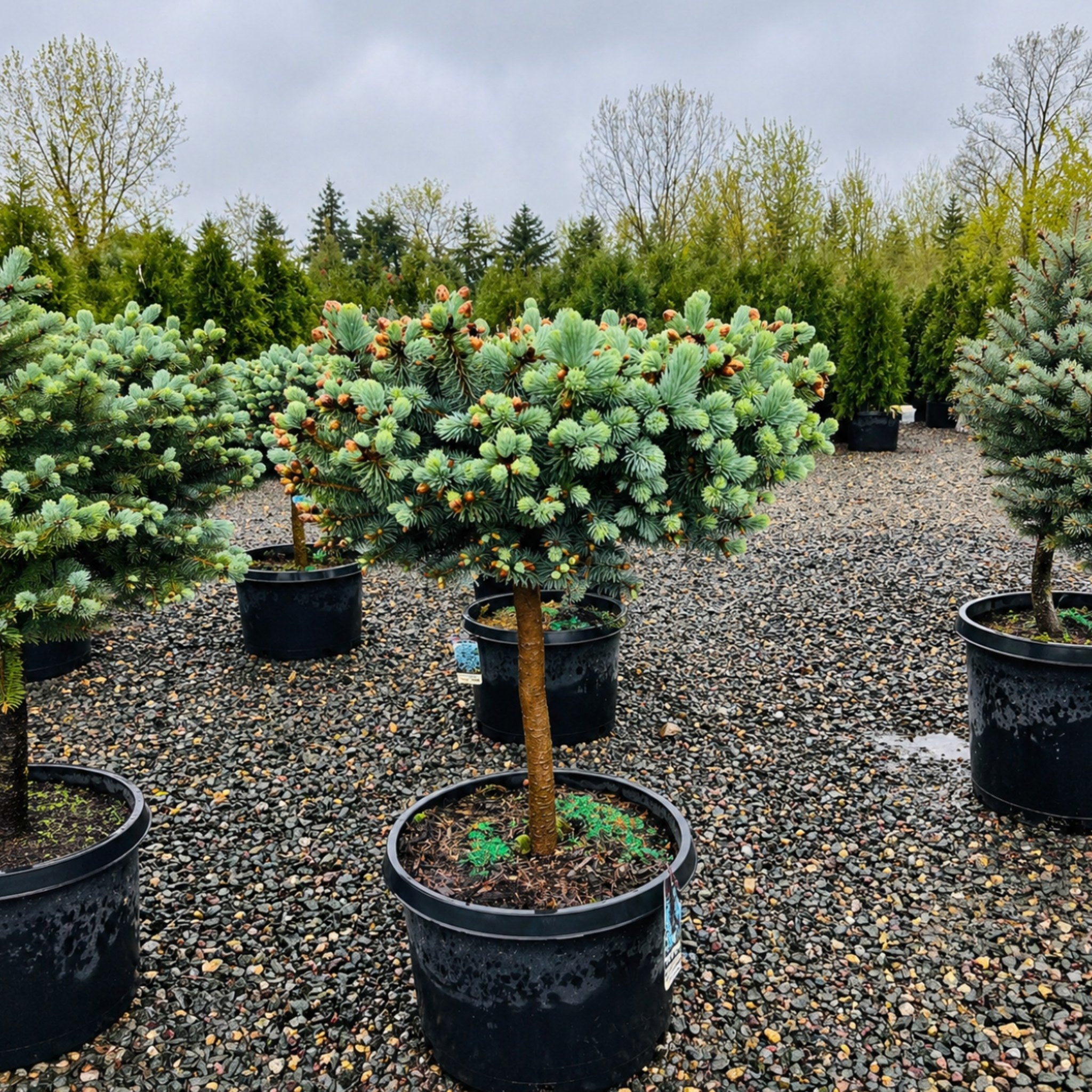Globe Blue Spruce in nursery container — Twin Cities, MN
