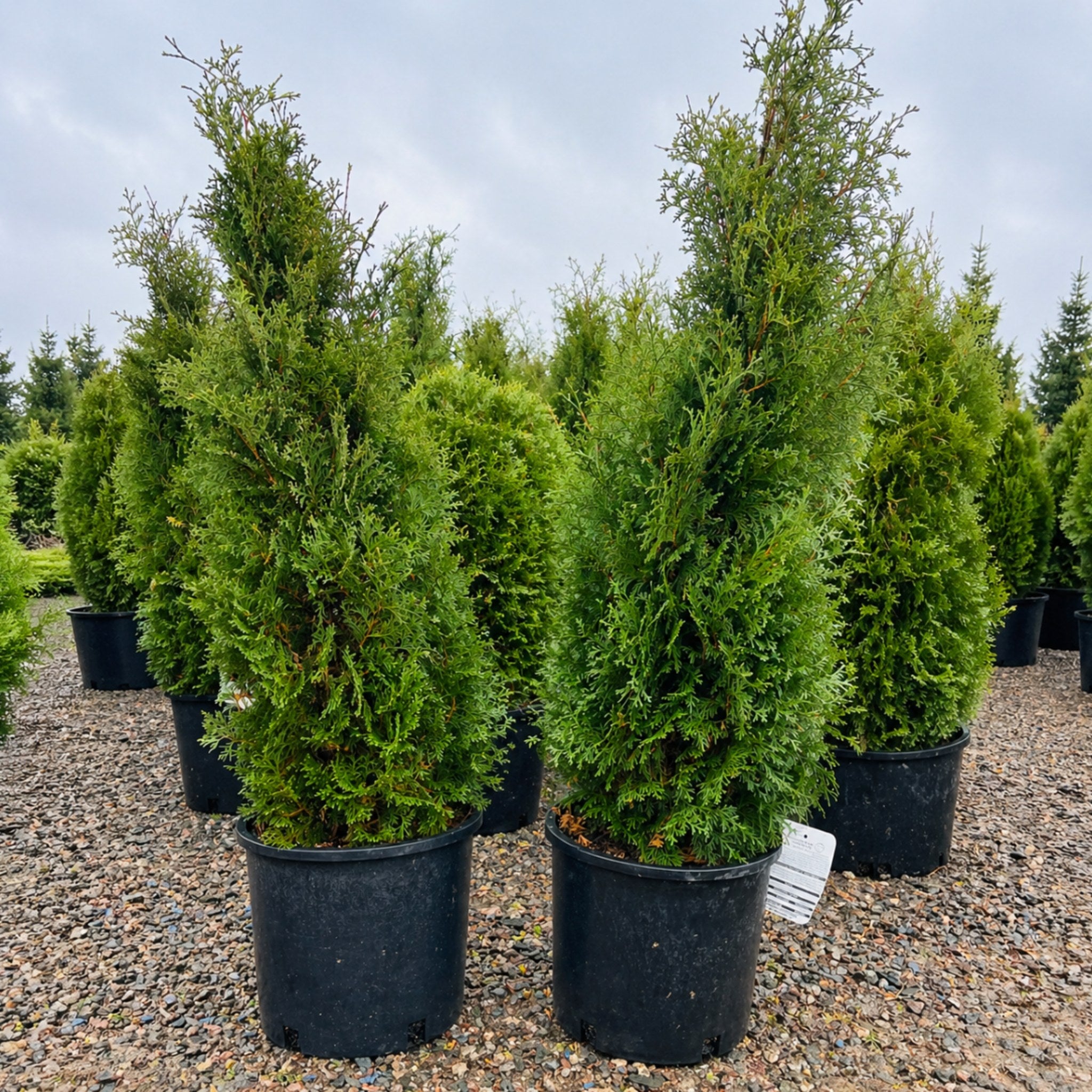 Holmstrup Arborvitae — Twin Cities, MN