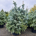 Hoopsii Colorado Blue Spruce — Minneapolis, MN