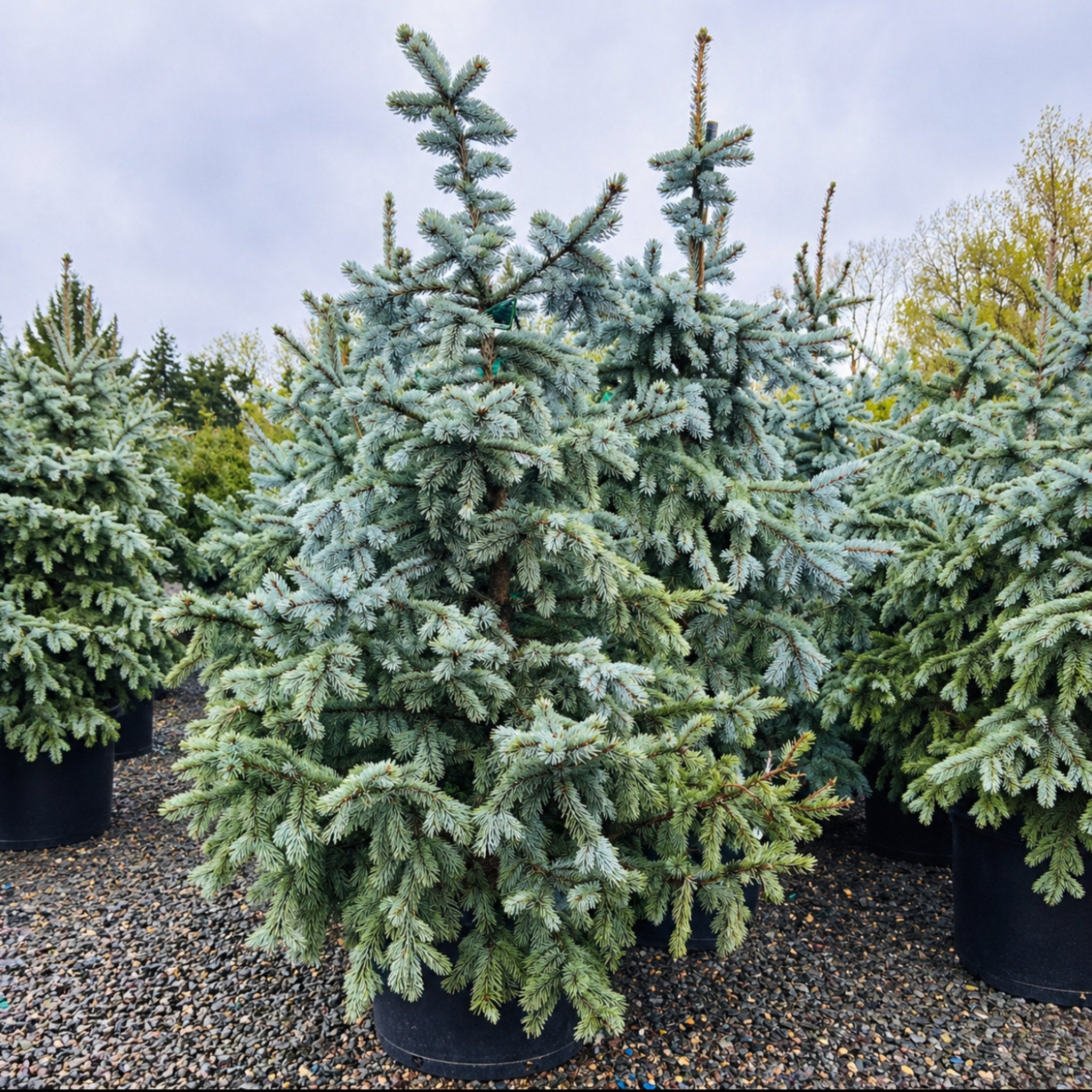 Hoopsii Colorado Blue Spruce — Minneapolis, MN