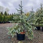 Hoopsii Colorado Blue Spruce in nursery container — St. Paul, MN