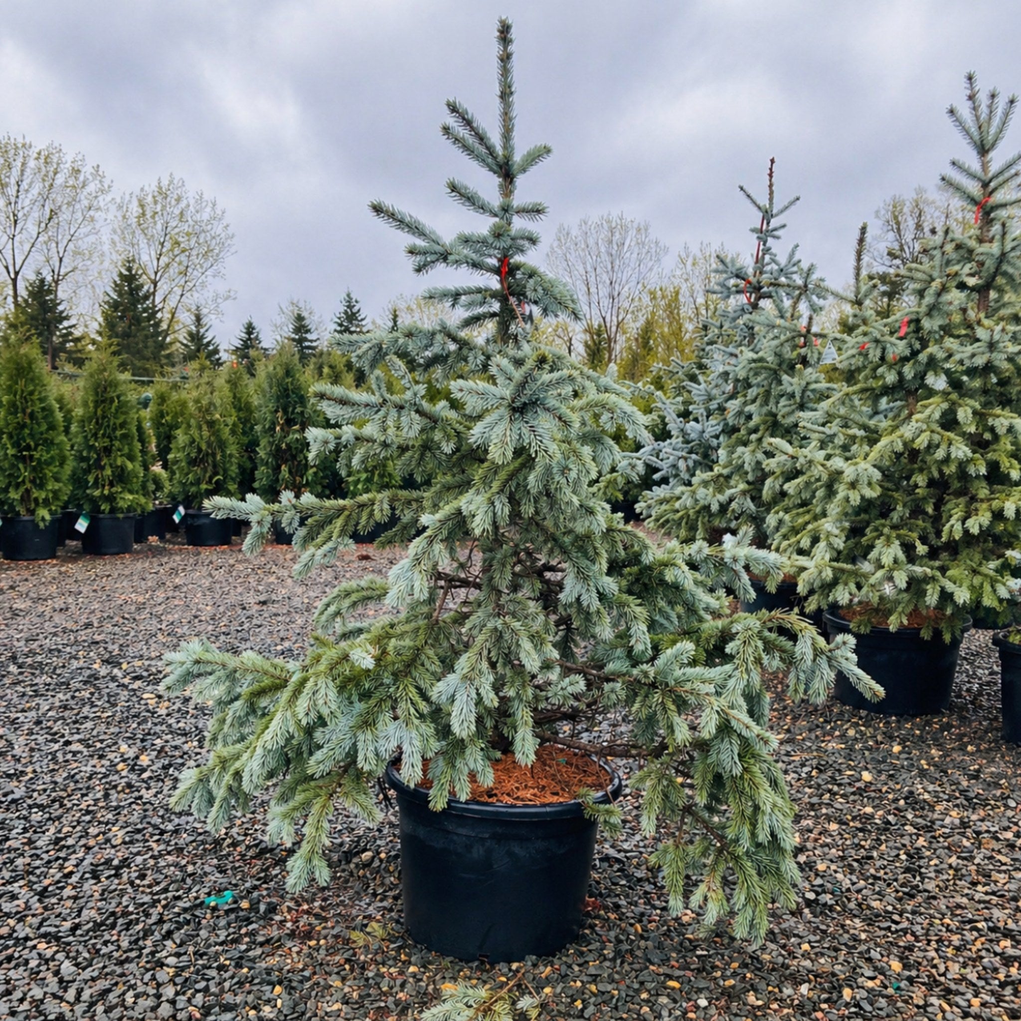 Hoopsii Colorado Blue Spruce in nursery container — St. Paul, MN