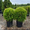 Little Giant Arborvitae — St. Paul, MN