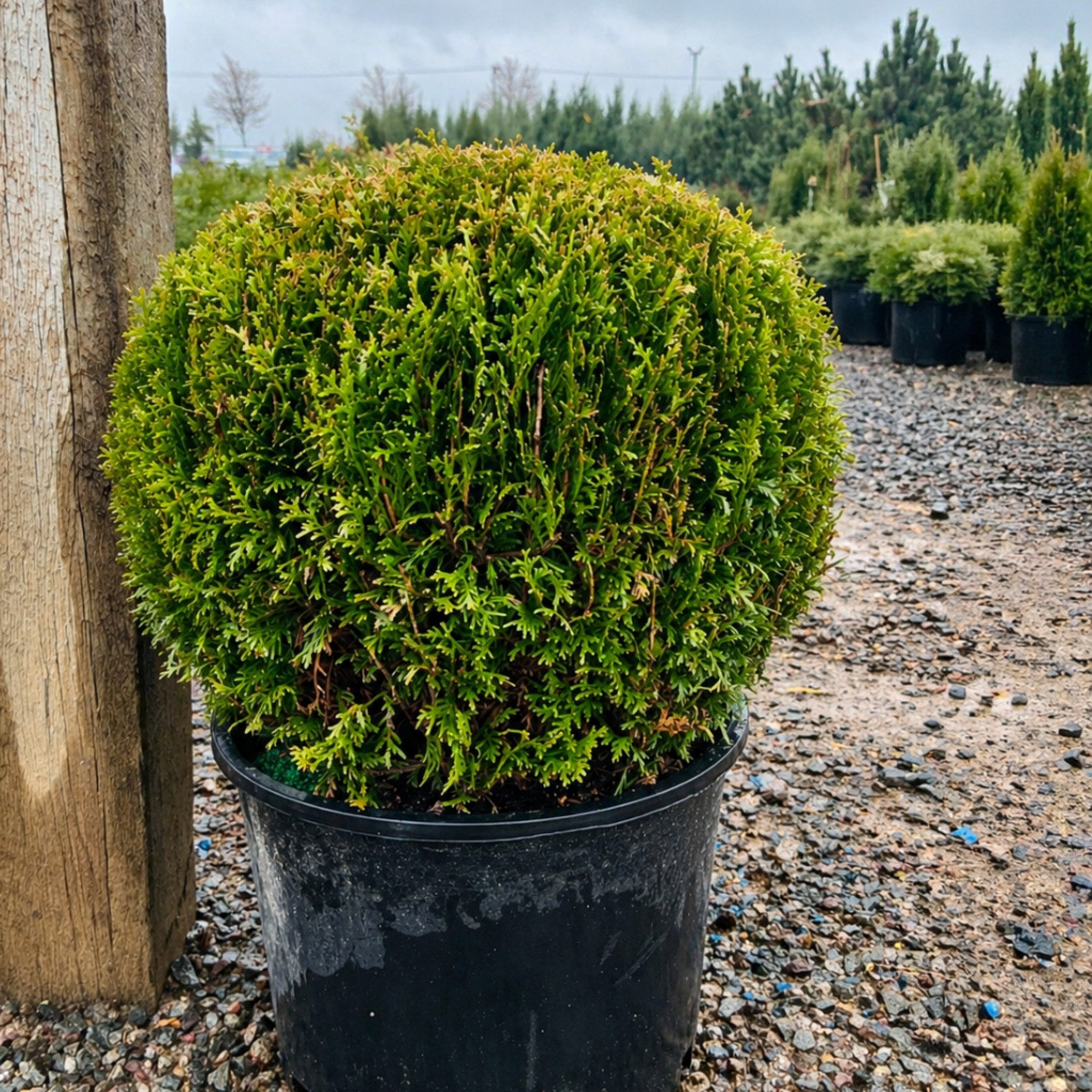Little Giant Arborvitae in nursery container — Edina, MN