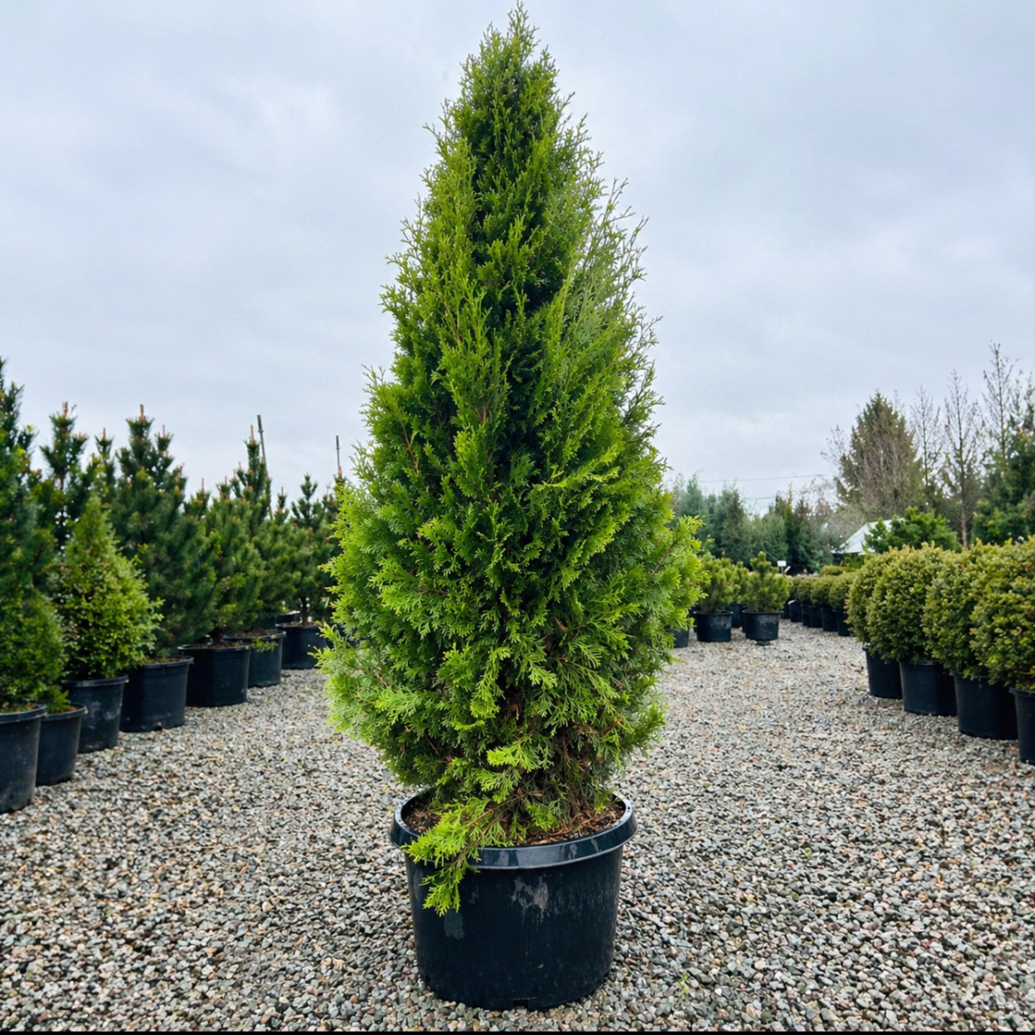 North Pole Arborvitae — Minnetonka, MN