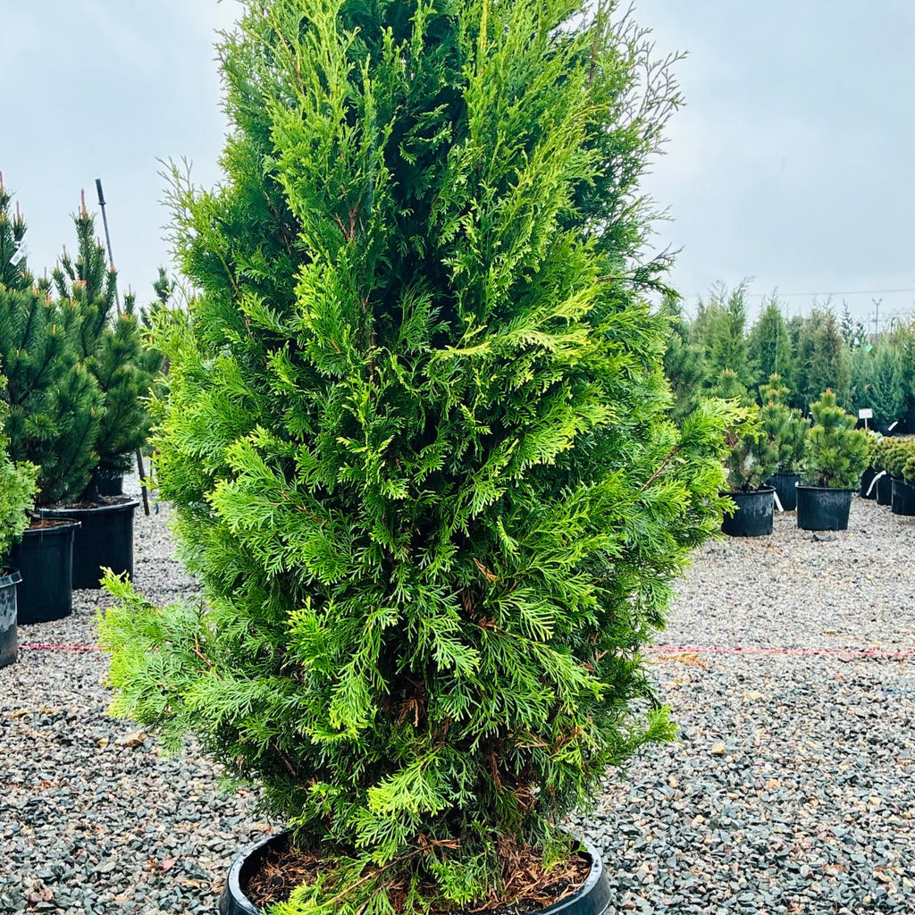 North Pole Arborvitae in nursery container — Wayzata, MN