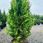 North Pole Arborvitae in nursery container — Wayzata, MN