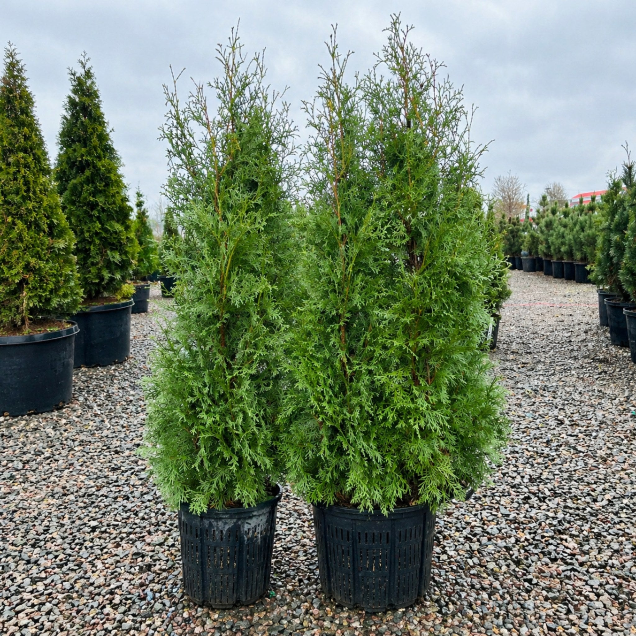 Rushmore Arborvitae — Wayzata, MN
