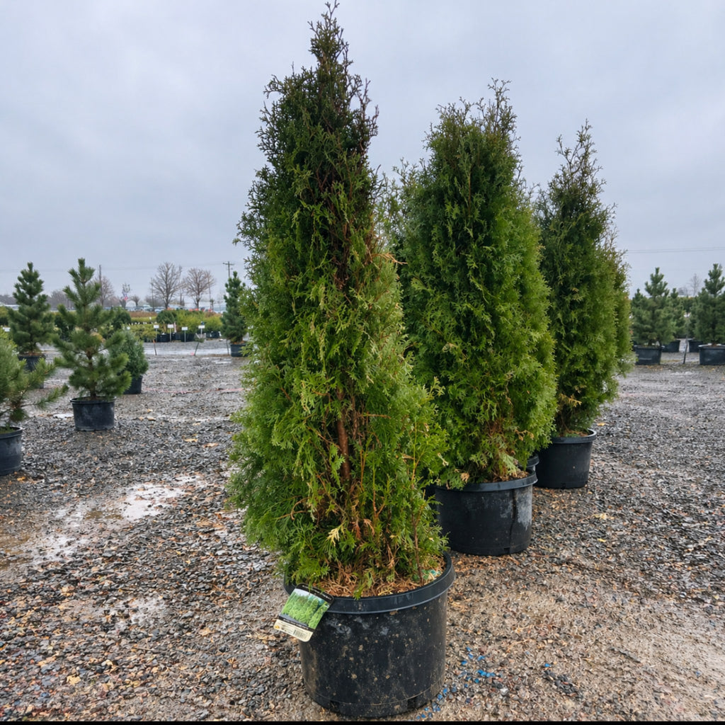 Rushmore Arborvitae in nursery container — Eden Prairie, MN