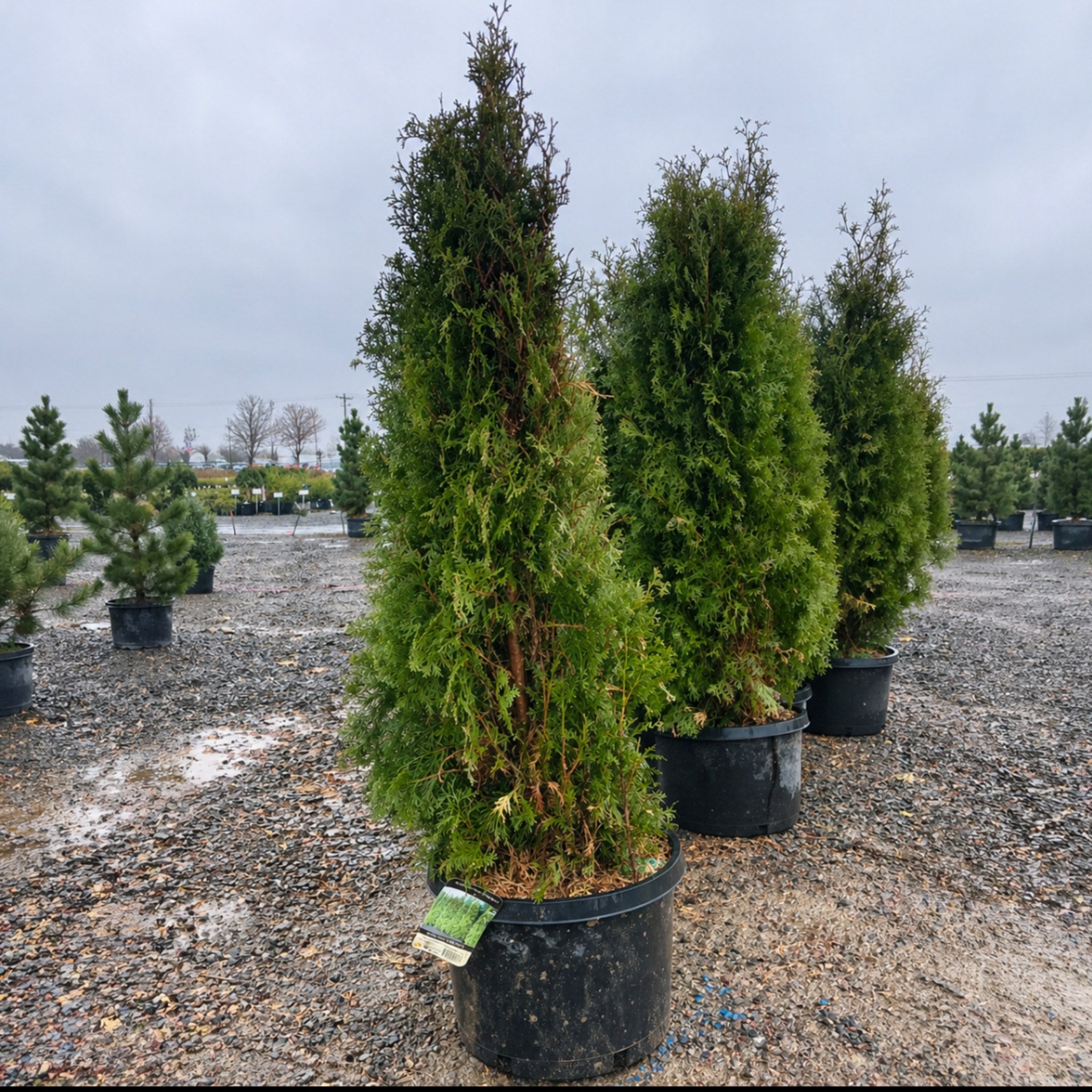 Rushmore Arborvitae in nursery container — Eden Prairie, MN