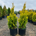 Sunkist Arborvitae — Eden Prairie, MN