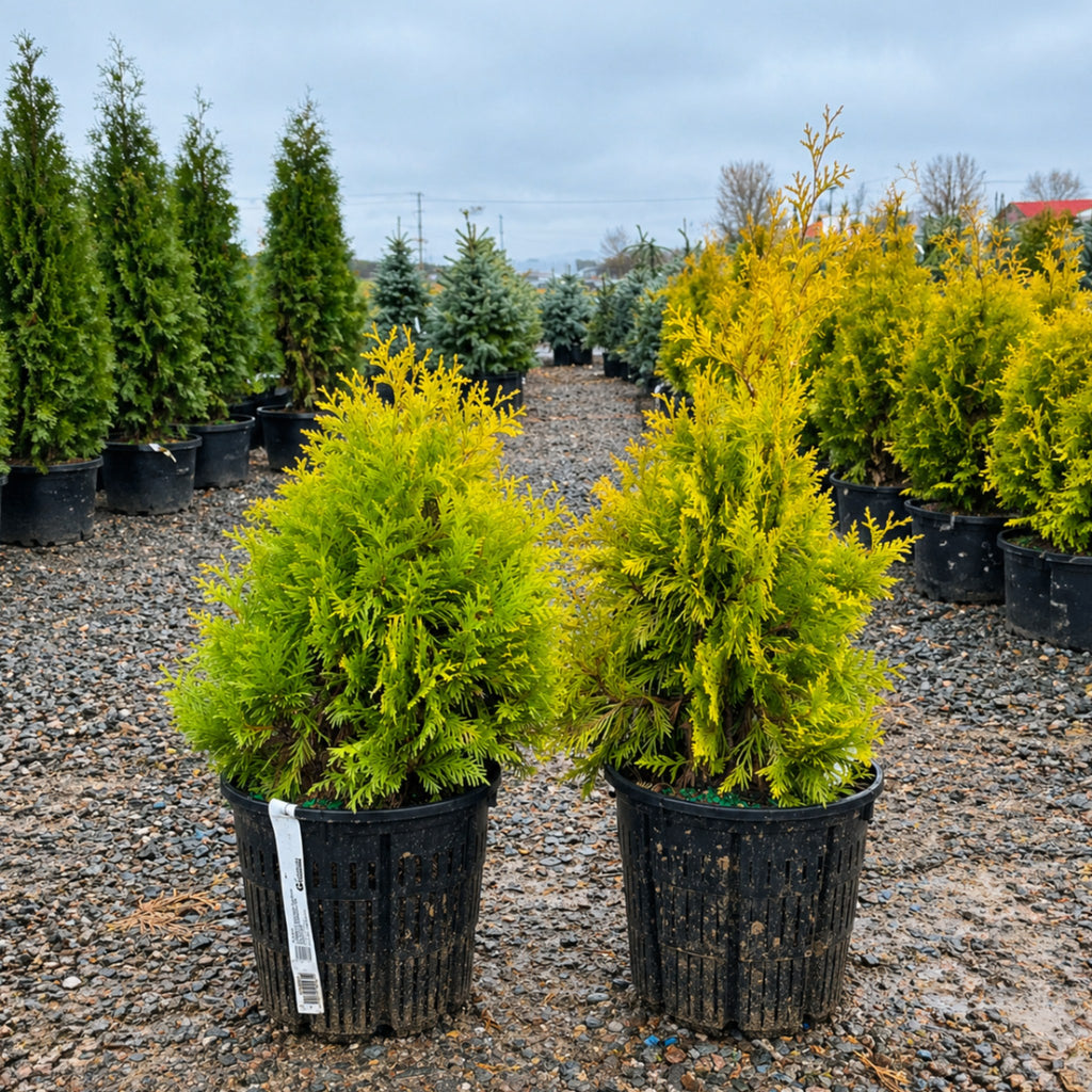 Sunkist Arborvitae in nursery container — Woodbury, MN