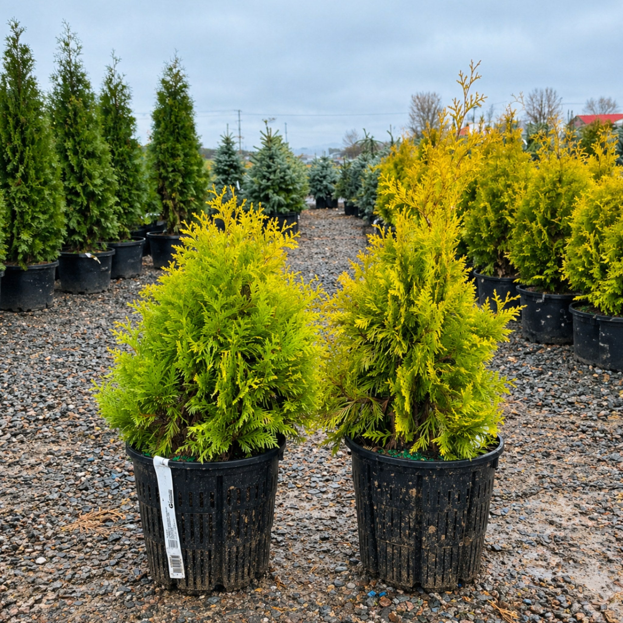 Sunkist Arborvitae in nursery container — Woodbury, MN