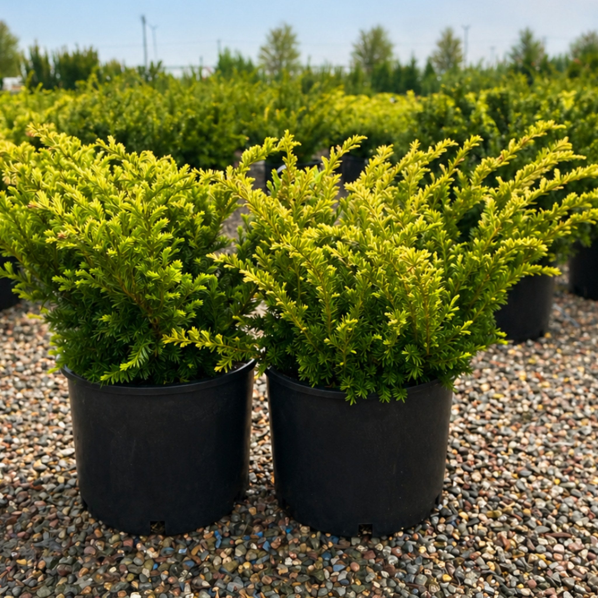 Taunton Spreading Yew foliage detail — Plymouth, MN