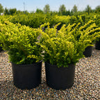 Taunton Spreading Yew mature growth habit — Twin Cities, MN