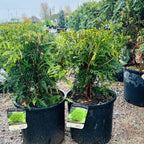 Techny Globe Arborvitae — Bloomington, MN