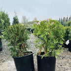 Techny Globe Arborvitae mature growth habit — Minneapolis, MN