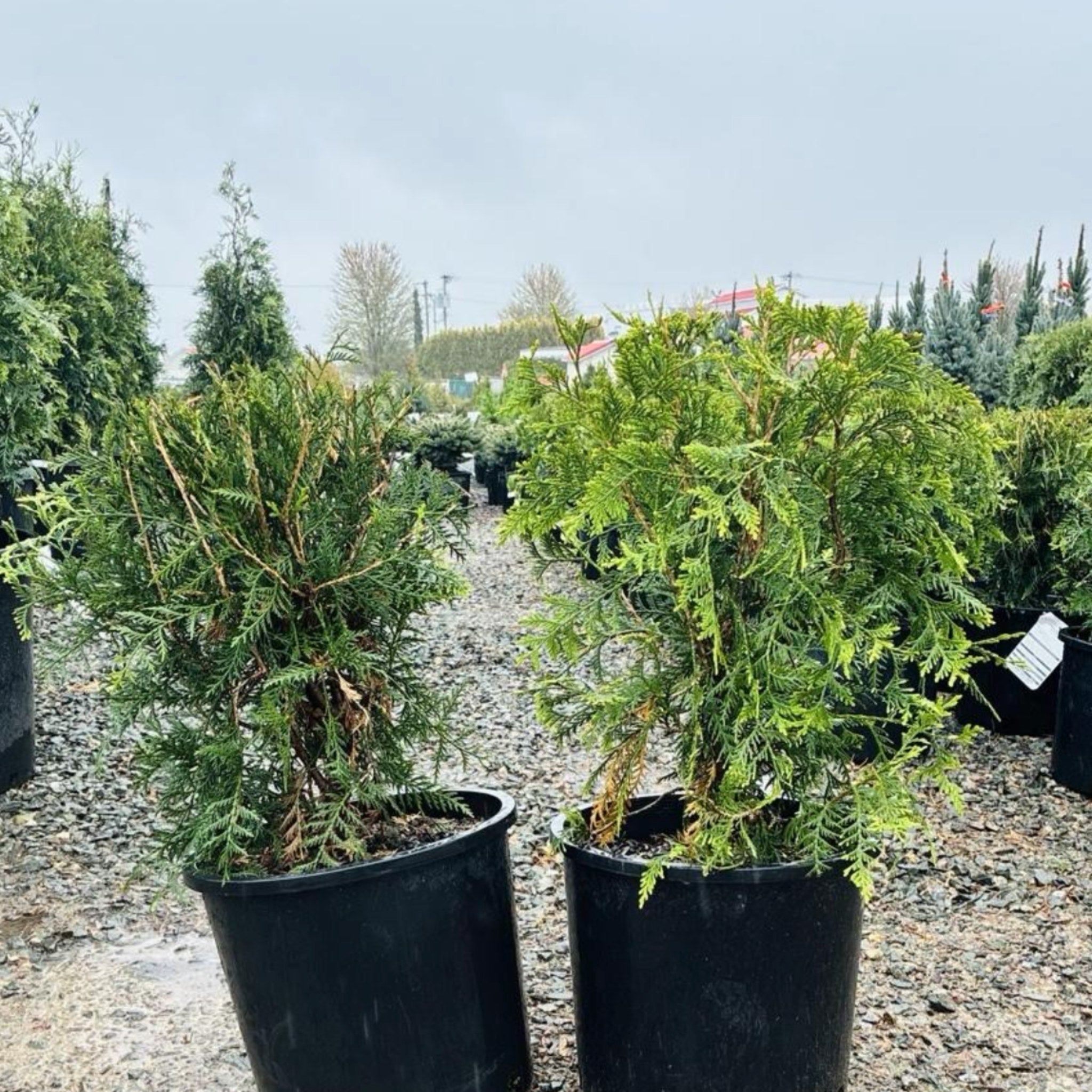 Techny Globe Arborvitae mature growth habit — Minneapolis, MN