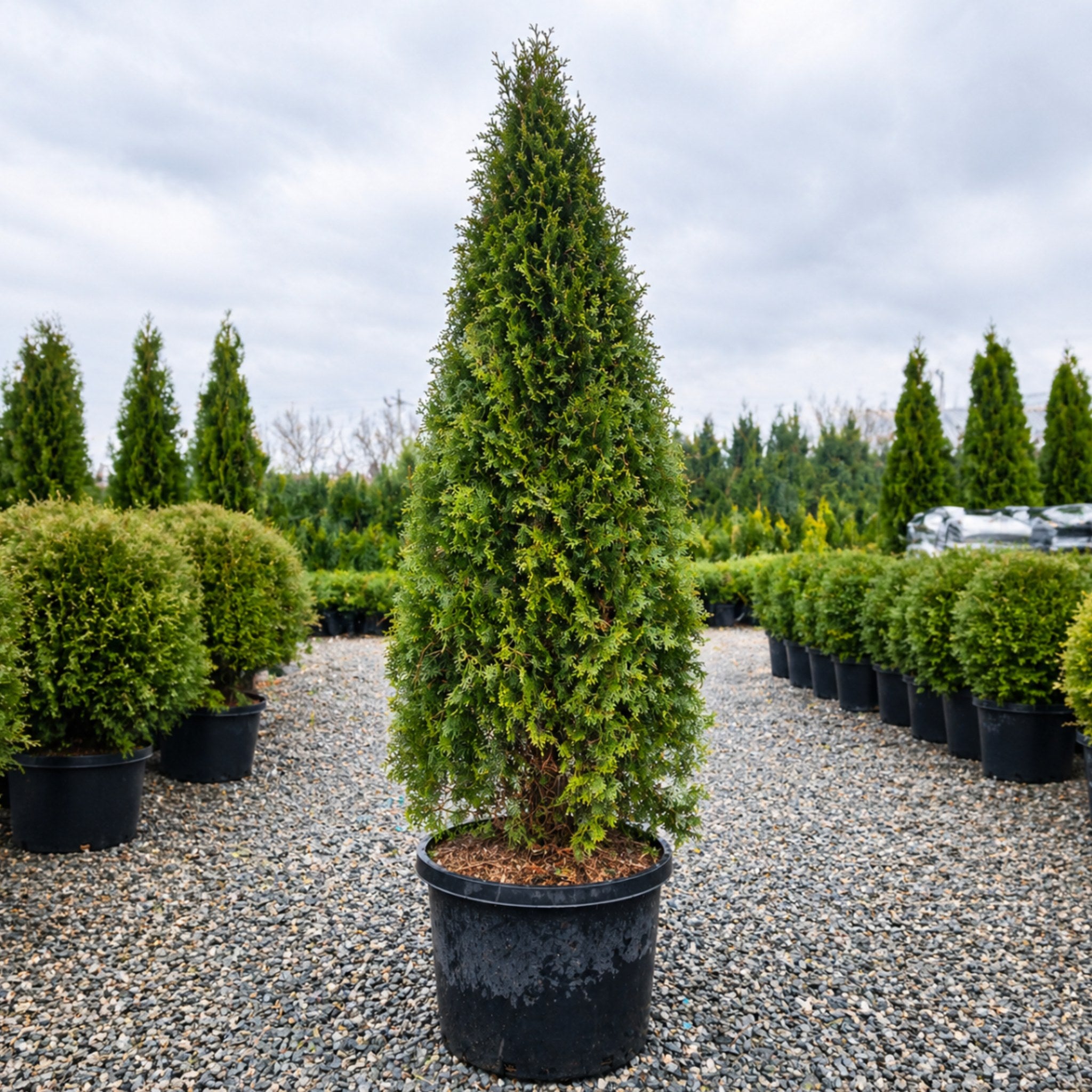 Thuja Occidentalis Pyramidal Arborvitae — Plymouth, MN