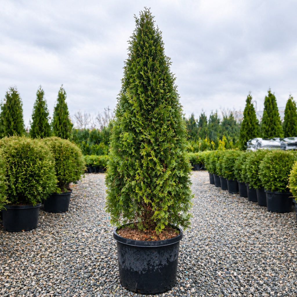 Thuja Occidentalis Pyramidal Arborvitae foliage detail — Minneapolis, MN