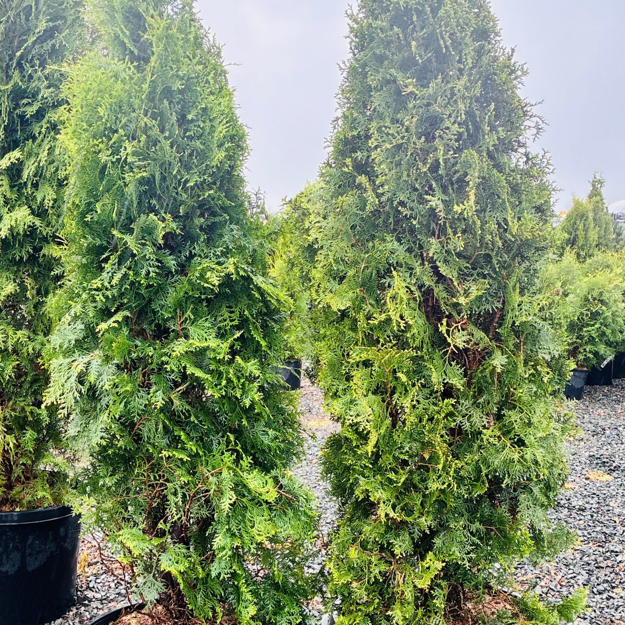 Thuja Occidentalis Pyramidal Arborvitae mature growth habit — St. Paul, MN