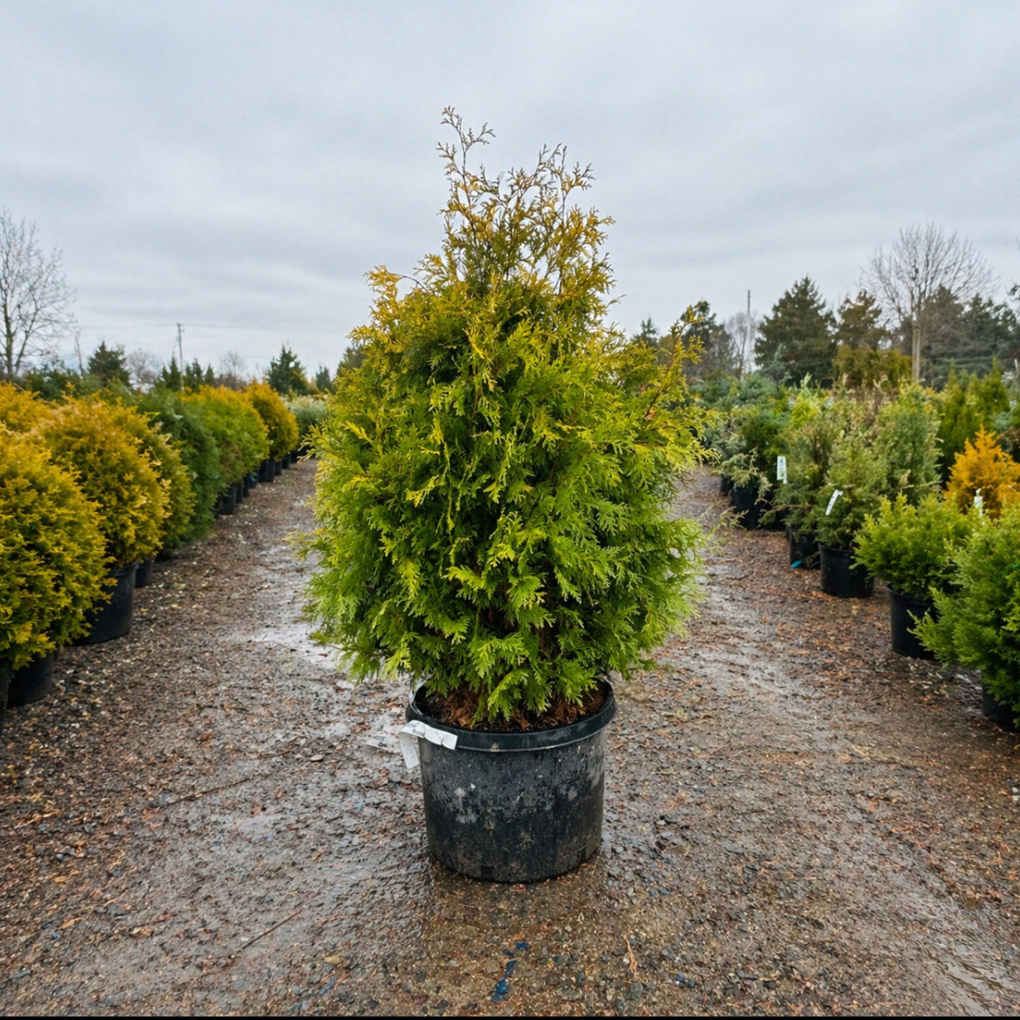 Yellow Ribbon Arborvitae foliage detail — St. Paul, MN