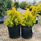Yellow Ribbon Arborvitae in nursery container — Minneapolis, MN