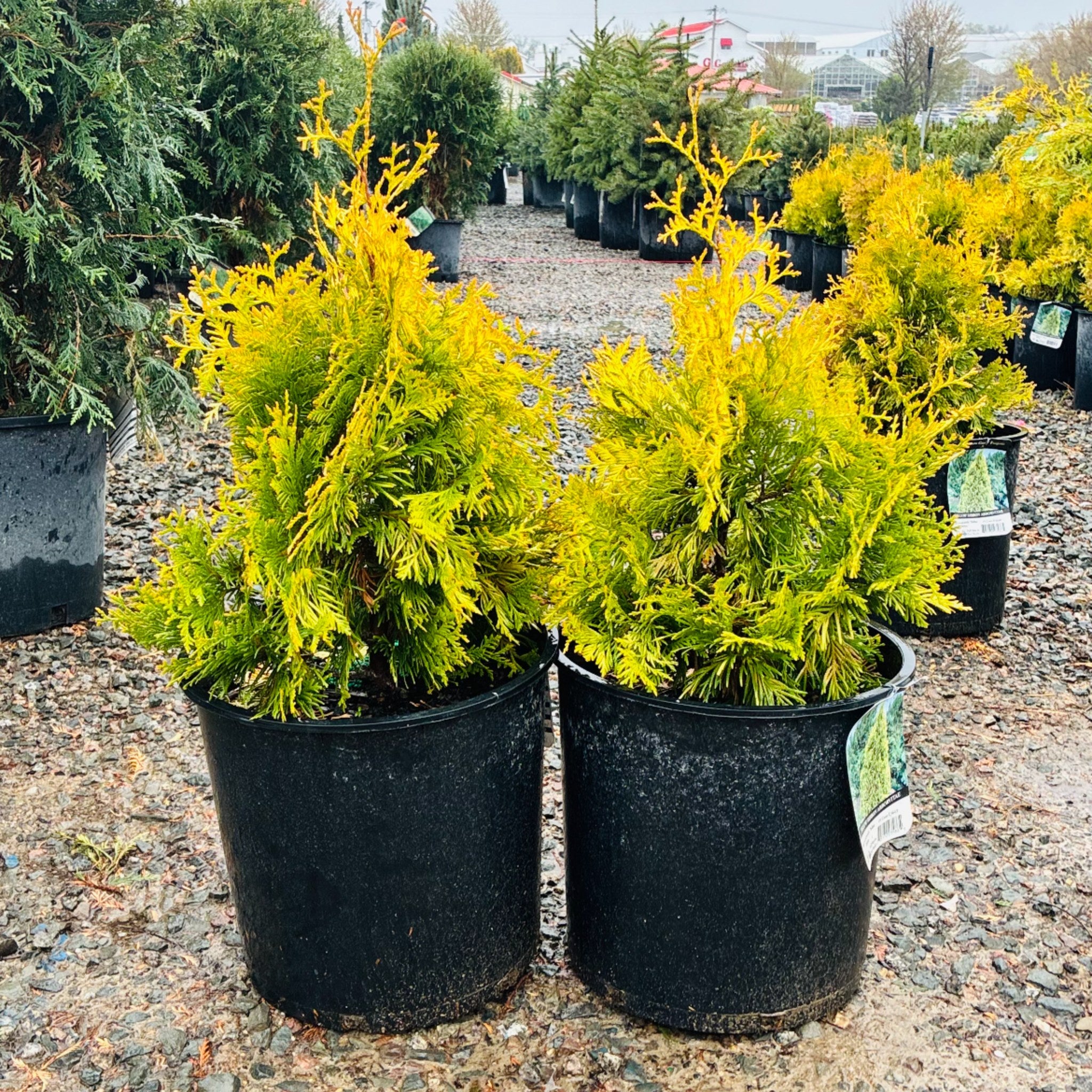 Yellow Ribbon Arborvitae mature growth habit — Edina, MN