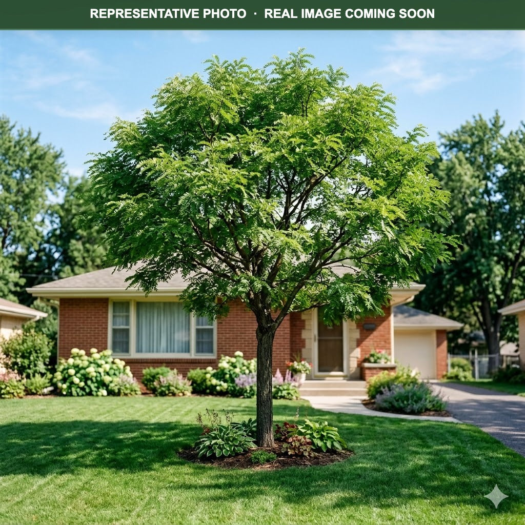 Imperial Honeylocust (Gleditsia triacanthos) — Shoreview, MN