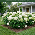 Incrediball Hydrangea (Hydrangea arborescens) — Minneapolis, MN