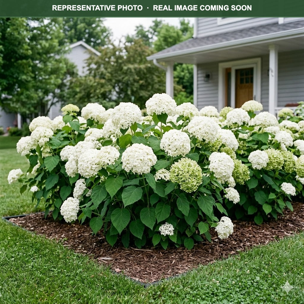 Incrediball Hydrangea (Hydrangea arborescens) — Minneapolis, MN