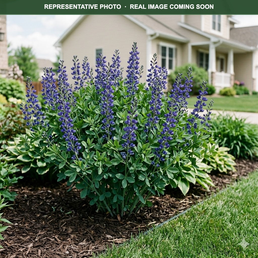 Indigo Spires False Indigo (Baptisia) — Edina, MN