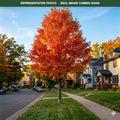 Inferno Sugar Maple (Acer saccharum) — Burnsville, MN