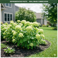 Invincibelle Limetta Hydrangea (Hydrangea arborescens) — St. Paul, MN
