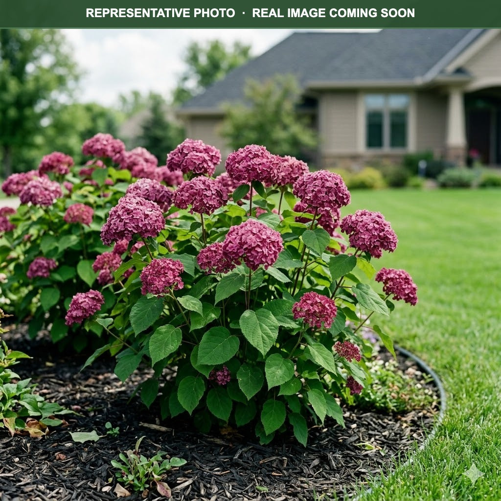 Invincibelle Mini Mauvette Hydrangea (Hydrangea arborescens) — Edina, MN