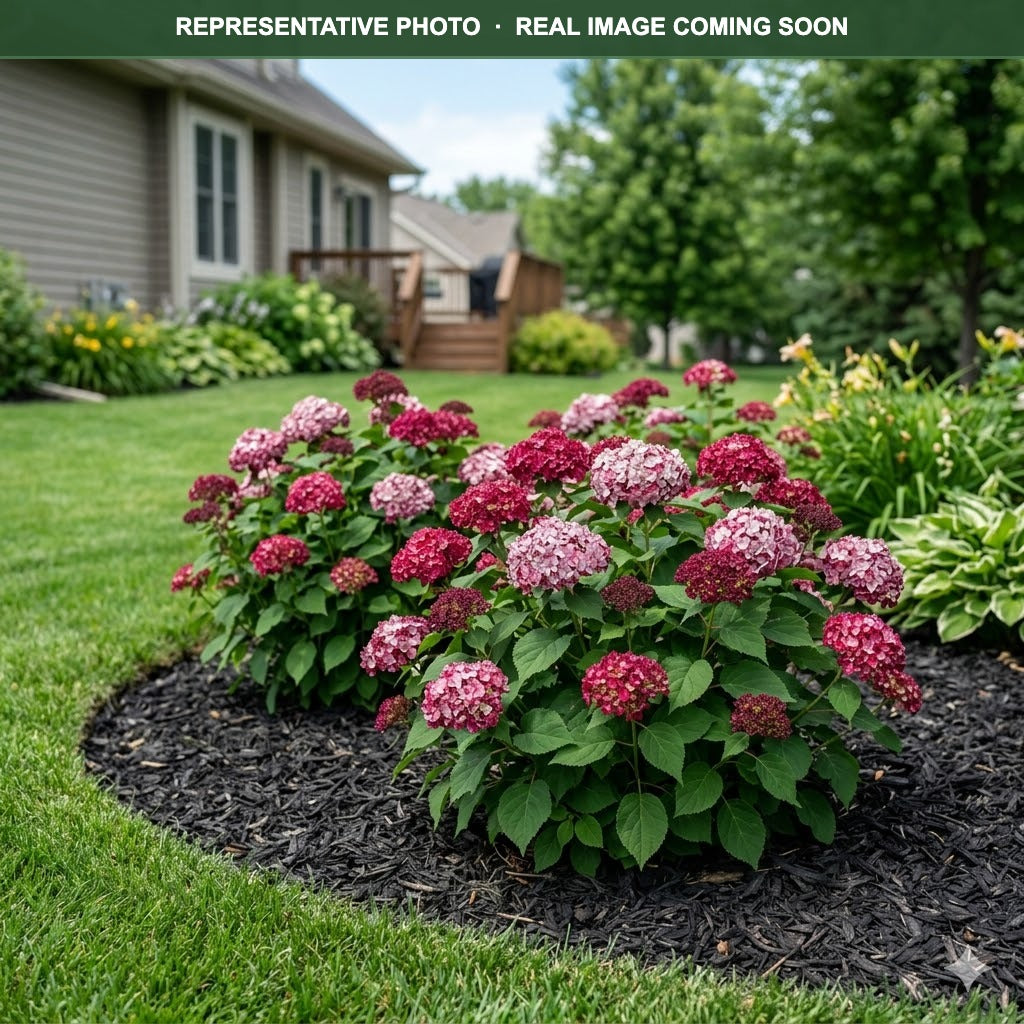 Invincibelle Ruby Hydrangea (Hydrangea arborescens) — Minnetonka, MN
