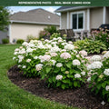 Invincibelle Wee White Hydrangea (Hydrangea arborescens) — Woodbury, MN