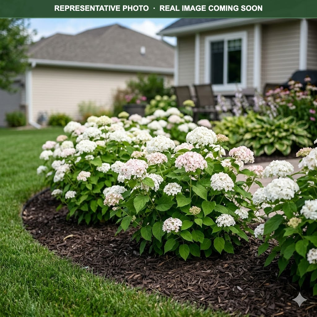 Invincibelle Wee White Hydrangea (Hydrangea arborescens) — Woodbury, MN